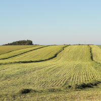 Campo 50 ha de Secano