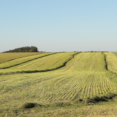 Campo 50 ha de Secano